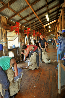Steam Plains Shearing 022143  © Claire Parks Photography 